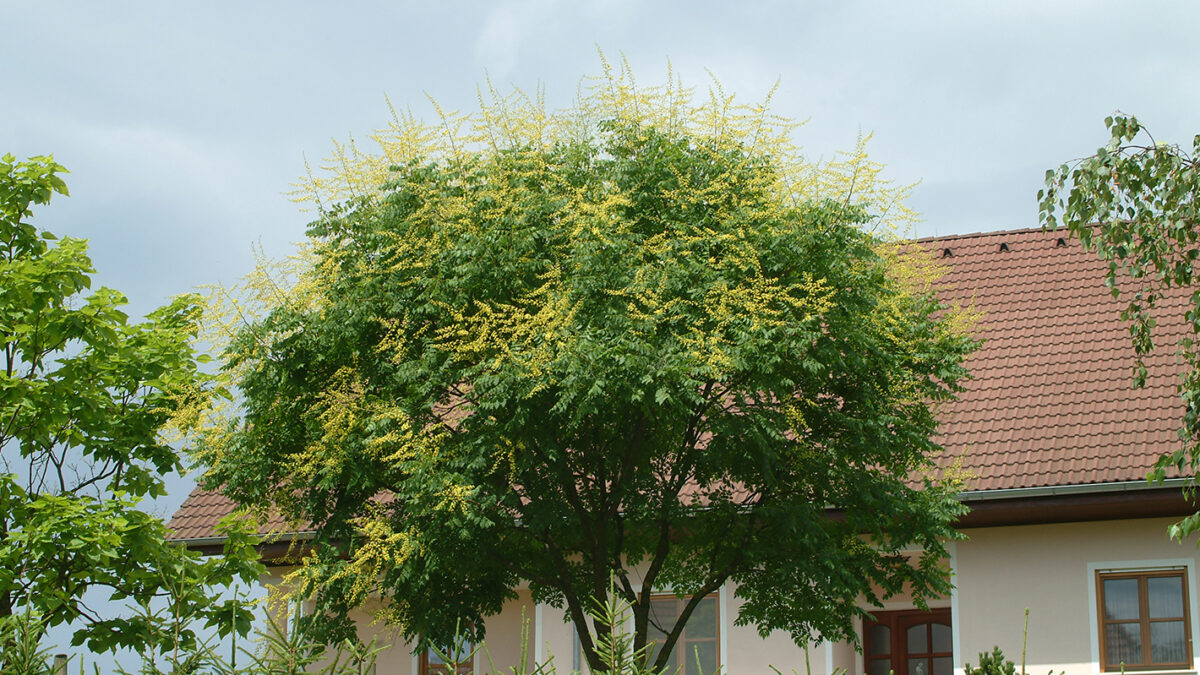 Blasenbaum