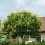Blasenbaum