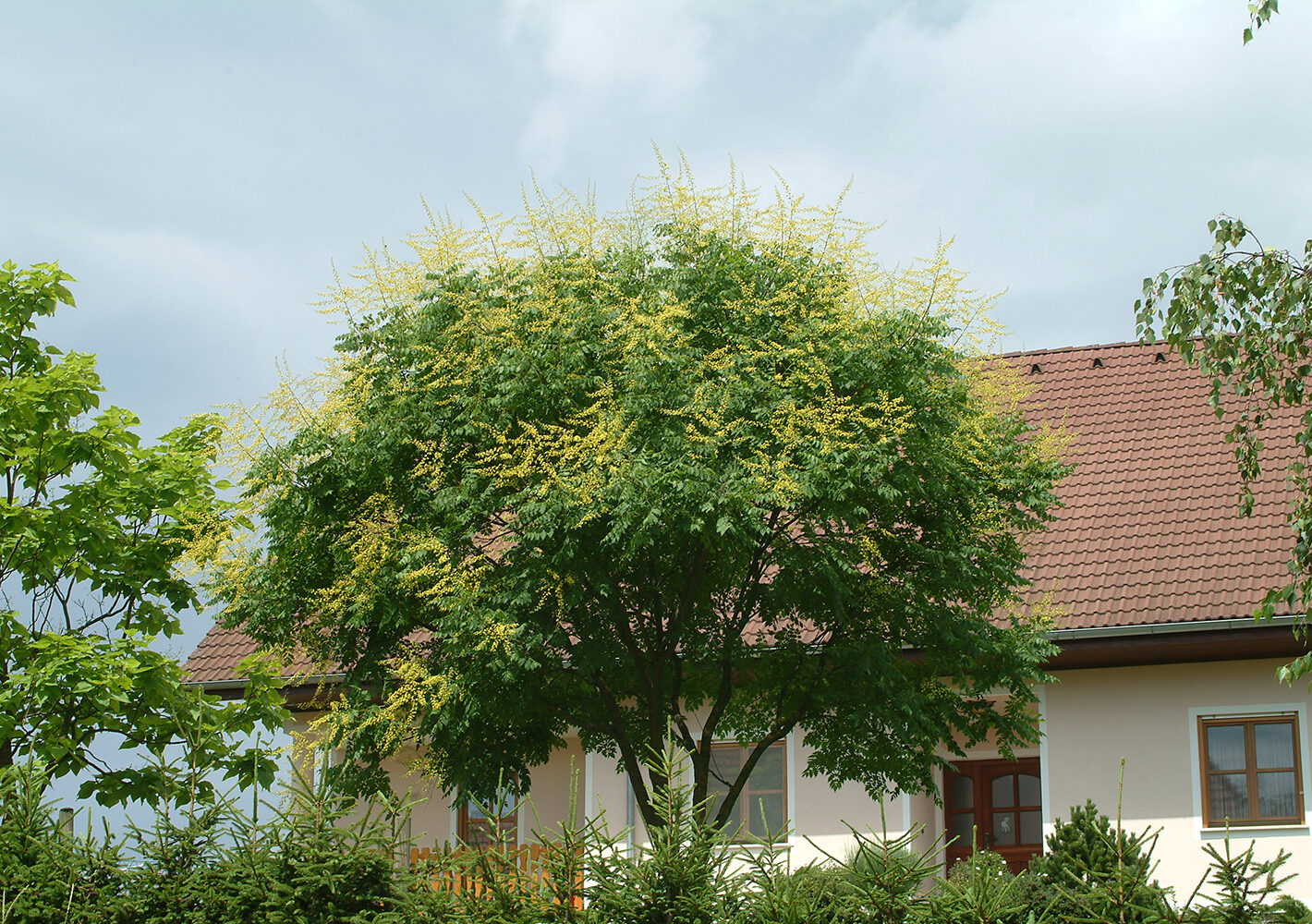 Blasenbaum