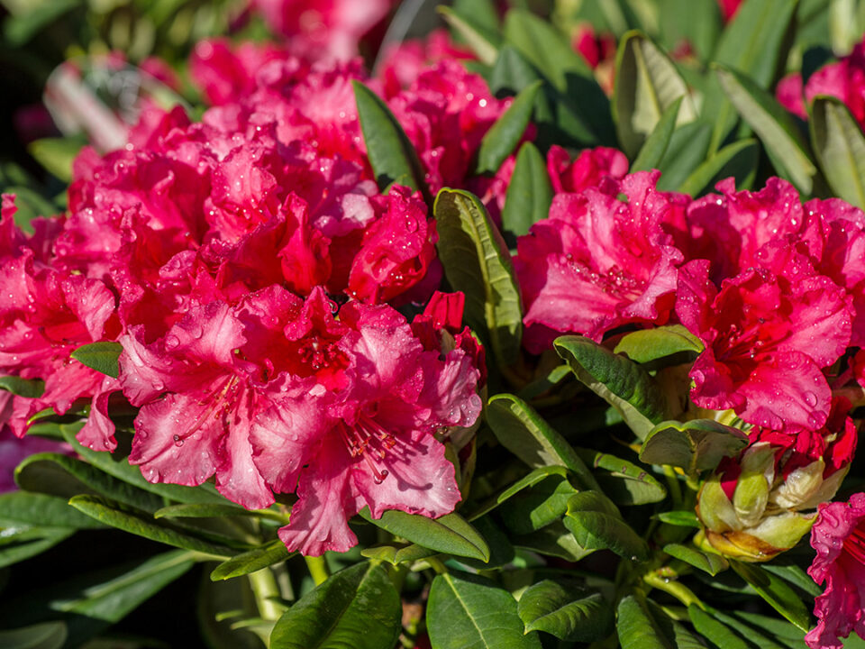 rhododendron Pflanztag quadratisch