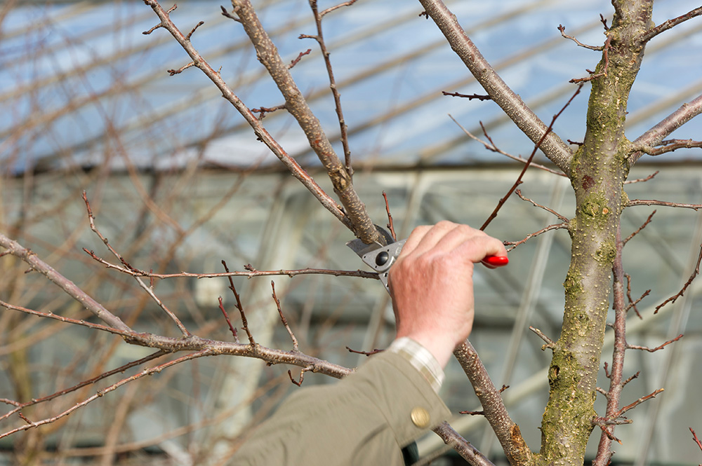 Obstschnittkurs